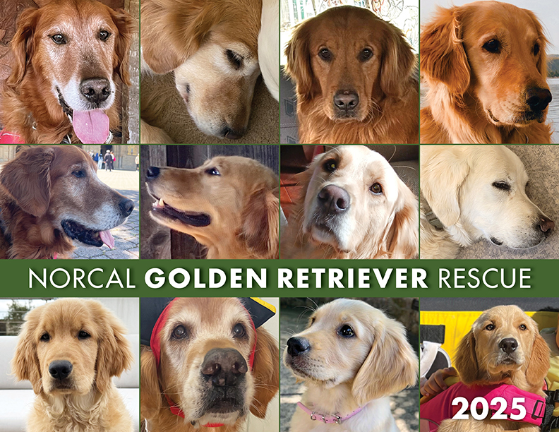 NORCAL Golden Retriever Rescue News NorCal Golden Retriever 2025 Calendar Cover LR (003) 